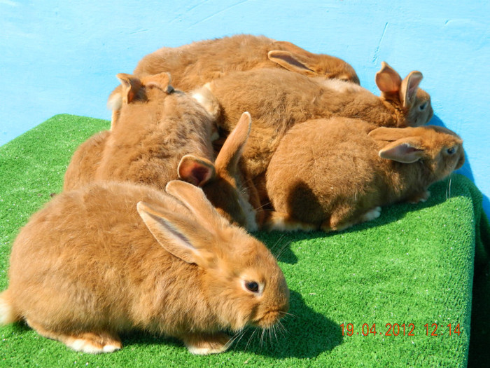 DSCN2445 - A00 PUI NEOZEELANDEZI ROSII  19 APRILIE 2012