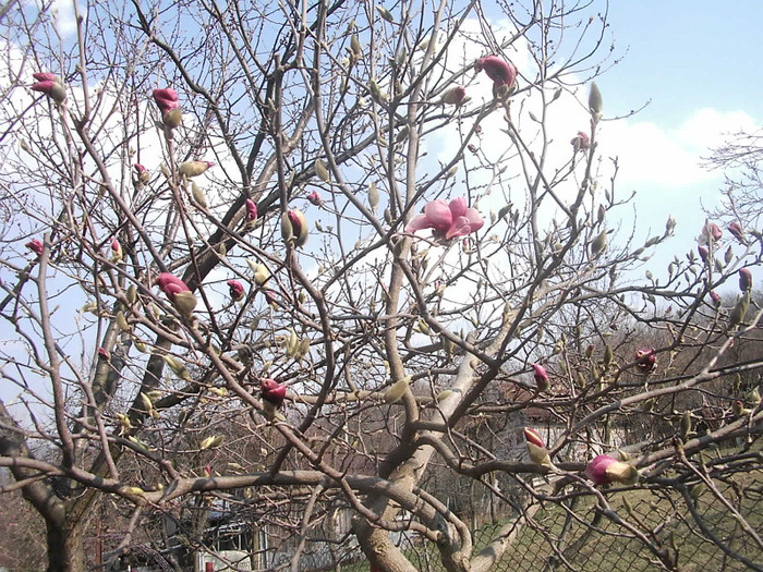 001; Magnolia de ziua mea in 25 martie
