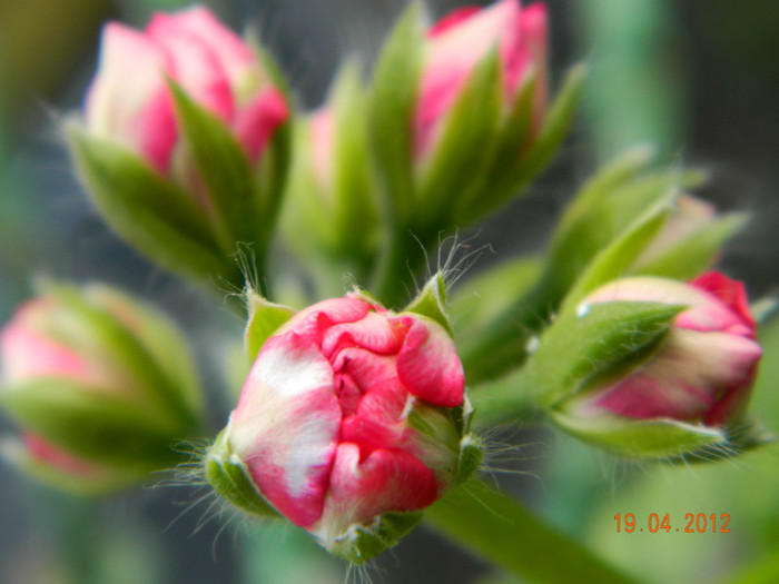 semicurgator trandafiras roz inchis; muscata, pelargonium
