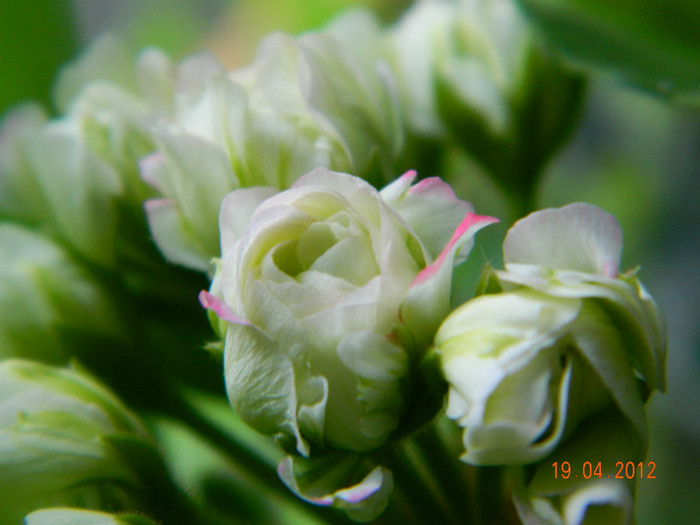 alb trandafiras zonala; muscata, pelargonium
