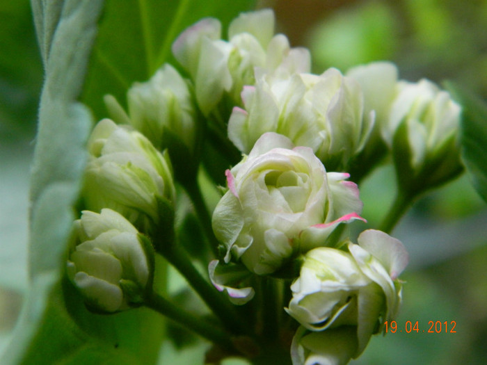 zonala; muscata, pelargonium
