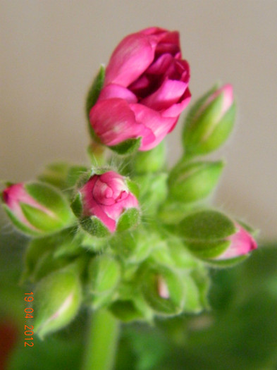 19.04.2012 035; muscata, pelargonium
