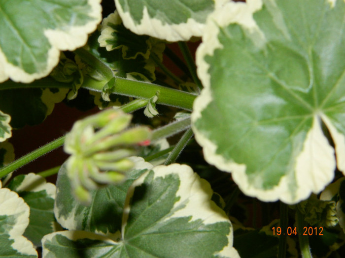 avem bobocel; muscata, pelargonium
