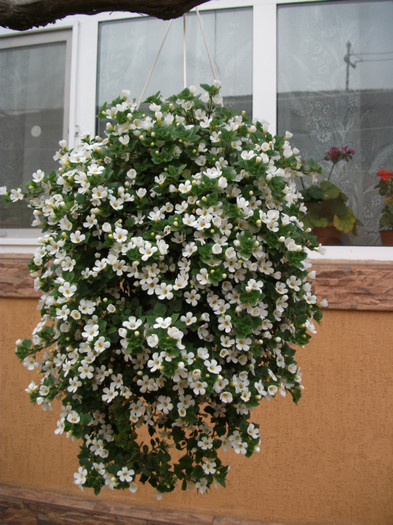 bacopa