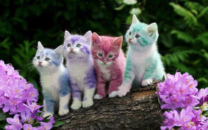 pisicute colorate