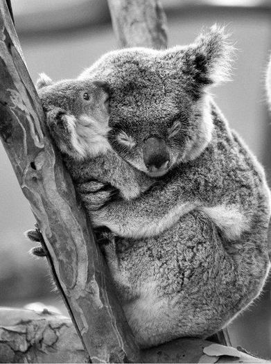 ursuleti koala