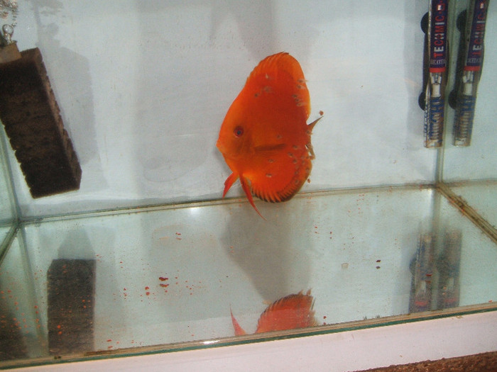 mascul red melon cu puii - My Discus fish