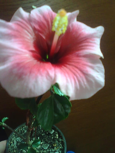 Imagine1975 - HIBISCUS-2012