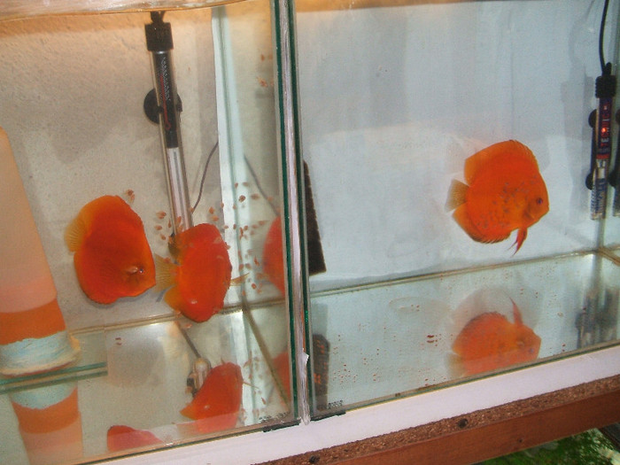 generatia noua - My Discus fish