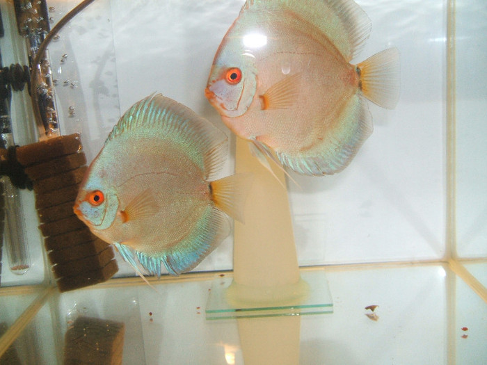 prima pereche blue diamond - My Discus fish
