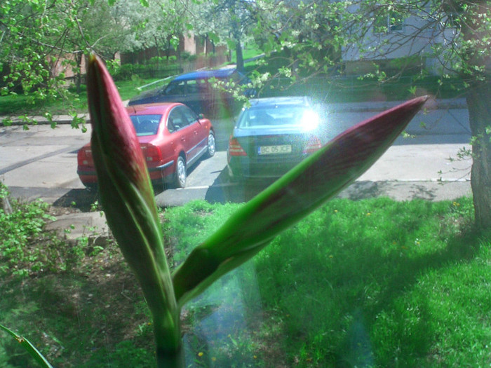 Incepe! - Amaryllis 2012-2014