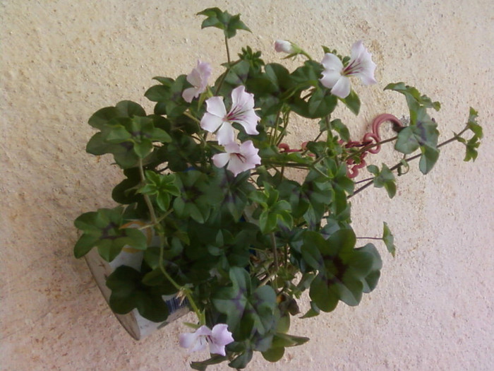  - A-Flori 2012