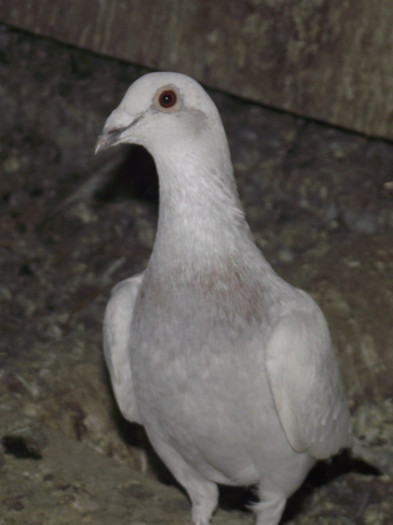 Picture 016 - Porumbei Voiajori