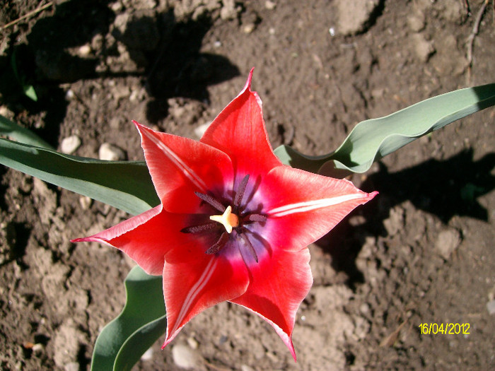 SANY1644 - 4-flori de primavara