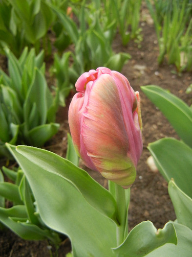 Tulipa Rai (2012, April 17) - Tulipa Rai Parrot