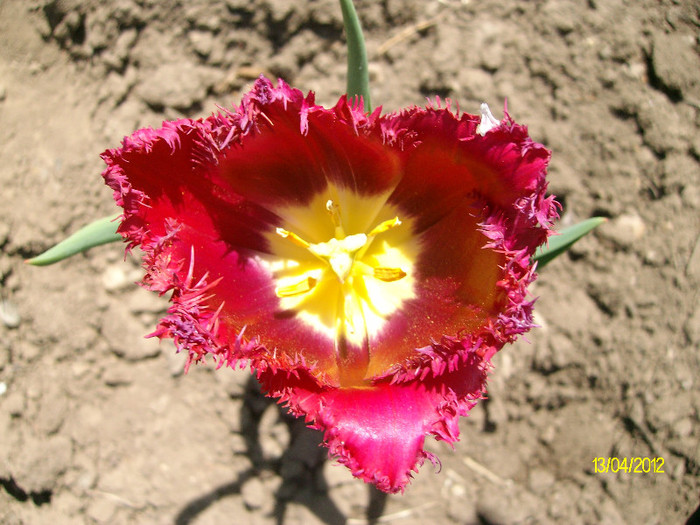 SANY1560 - 4-flori de primavara