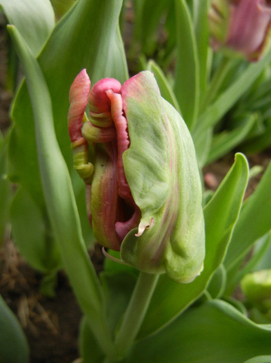 Tulipa Rai (2012, April 18) - Tulipa Rai Parrot