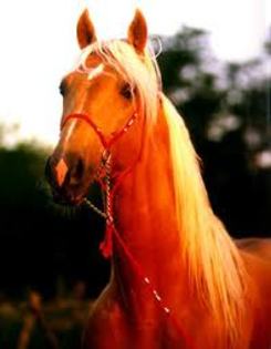 images (3) - love horses