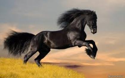 images - love horses