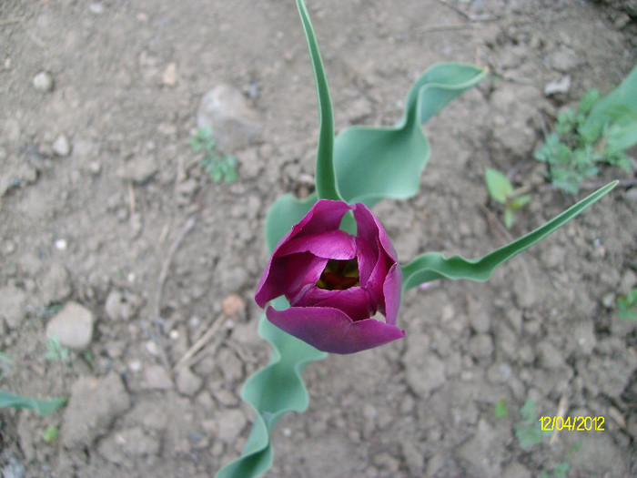 SANY1541 - 4-flori de primavara