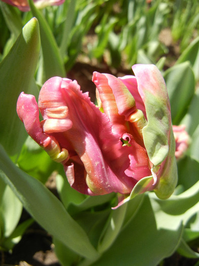 Tulipa Rai (2012, April 19) - Tulipa Rai Parrot