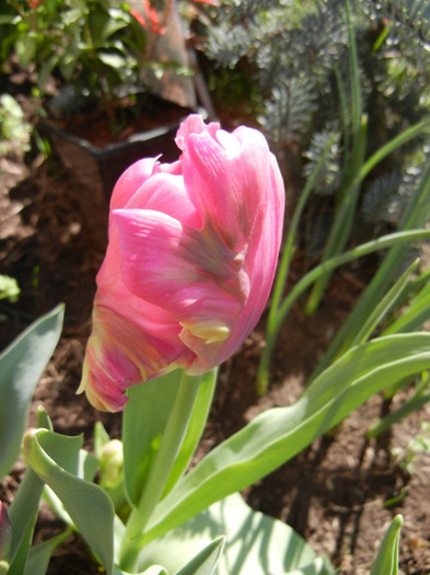 Tulipa Rai (2012, April 19) - Tulipa Rai Parrot