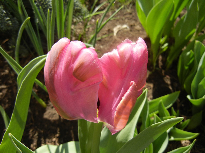 Tulipa Rai (2012, April 19) - Tulipa Rai Parrot