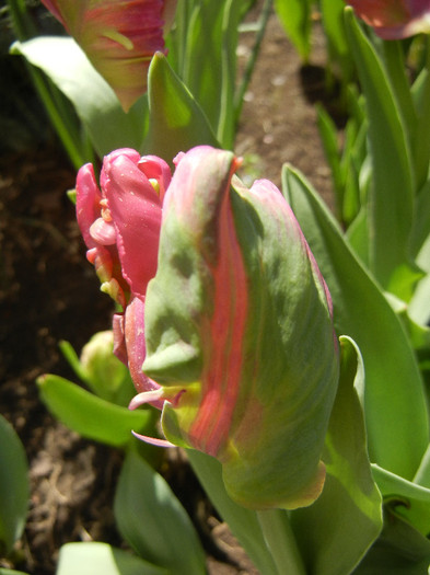 Tulipa Rai (2012, April 19) - Tulipa Rai Parrot