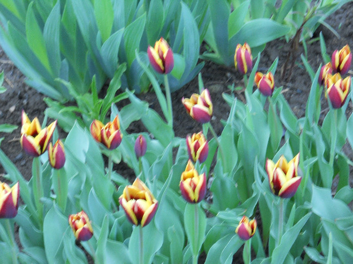 DSCN2566