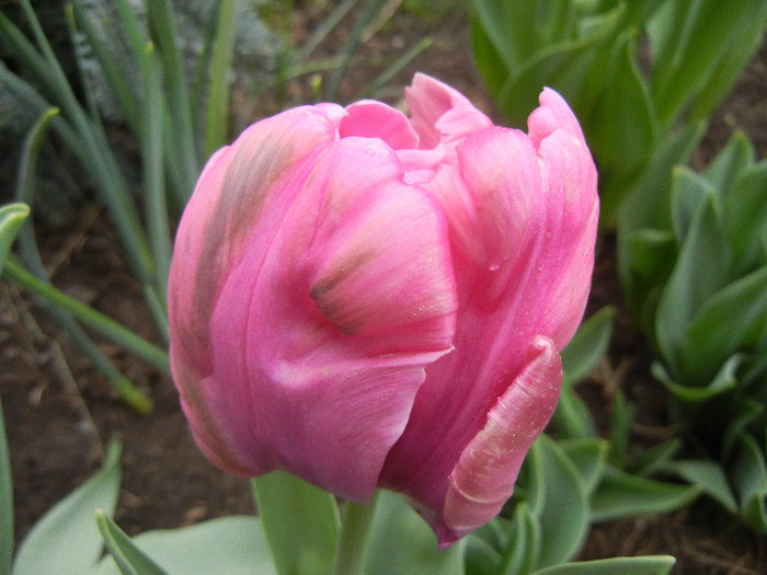 Tulipa Rai (2012, April 20) - Tulipa Rai Parrot