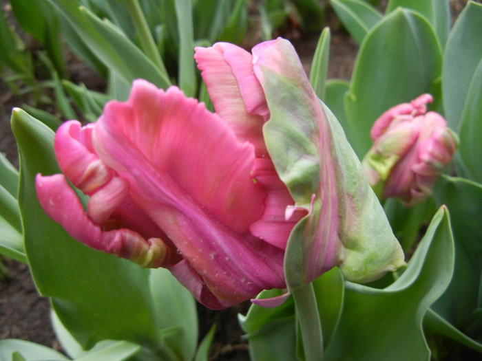 Tulipa Rai (2012, April 20) - Tulipa Rai Parrot