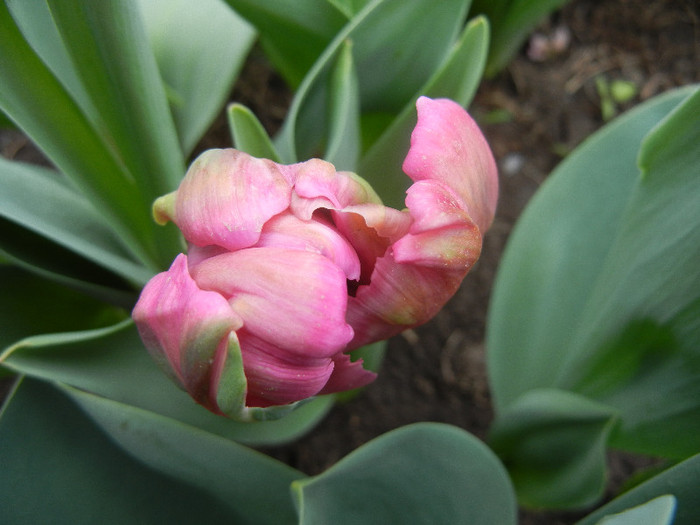 Tulipa Rai (2012, April 20) - Tulipa Rai Parrot