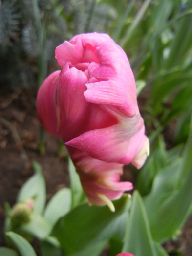 Tulipa Rai (2012, April 20) - Tulipa Rai Parrot