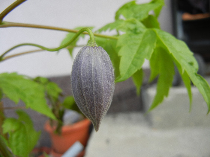 Clematis Pamela Jackman (2012, Apr.17) - Clematis Pamela Jackman