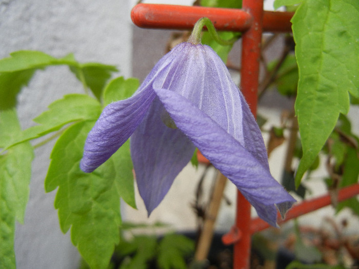 Clematis Pamela Jackman (2012, Apr.20) - Clematis Pamela Jackman