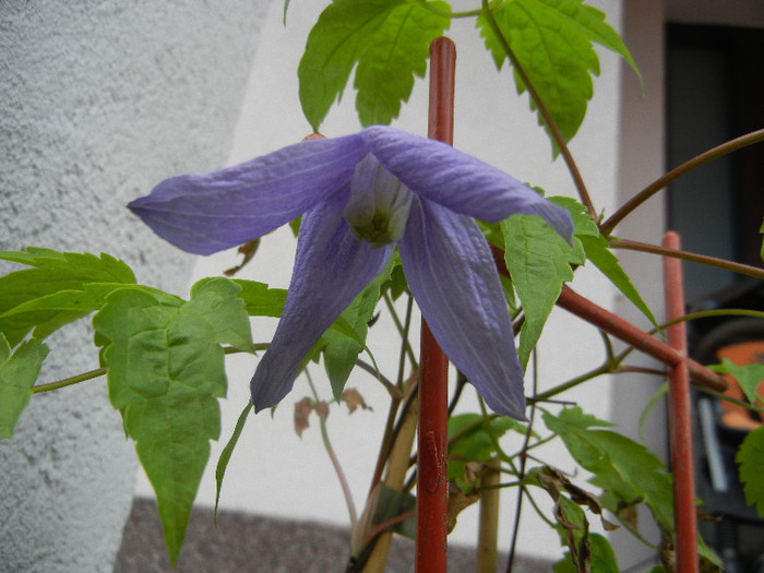 Clematis Pamela Jackman (2012, Apr.20)