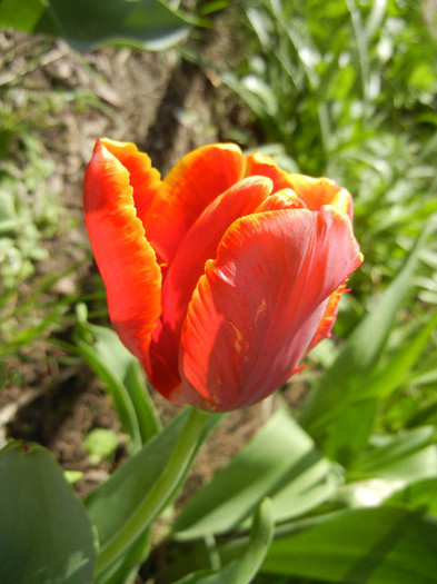 Tulipa Bright Parrot (2012, April 19) - Tulipa Bright Parrot