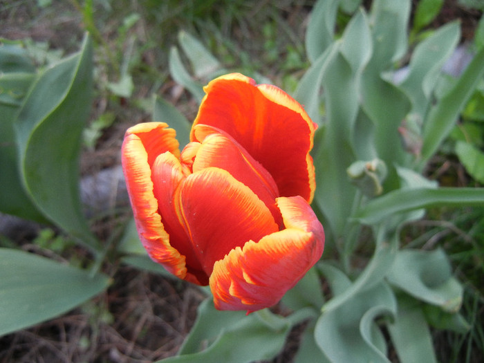 Tulipa Bright Parrot (2012, April 19) - Tulipa Bright Parrot