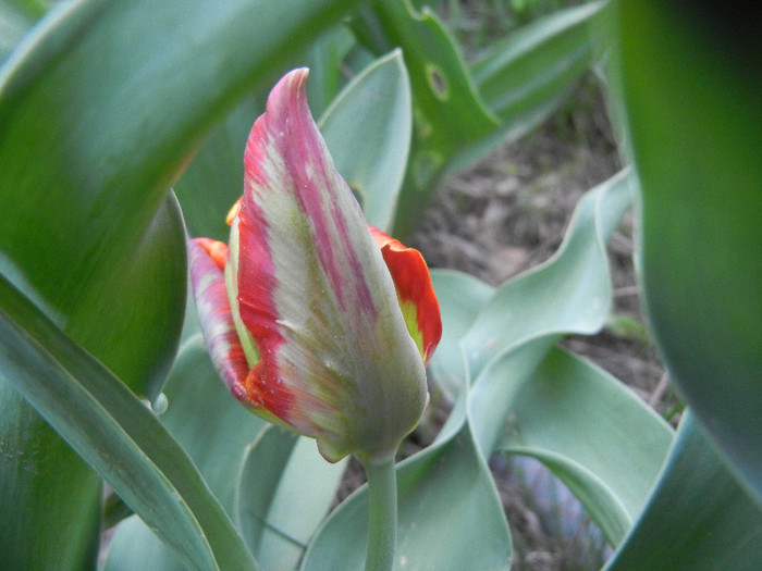 Tulipa Bright Parrot (2012, April 20) - Tulipa Bright Parrot