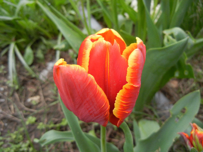 Tulipa Bright Parrot (2012, April 20) - Tulipa Bright Parrot