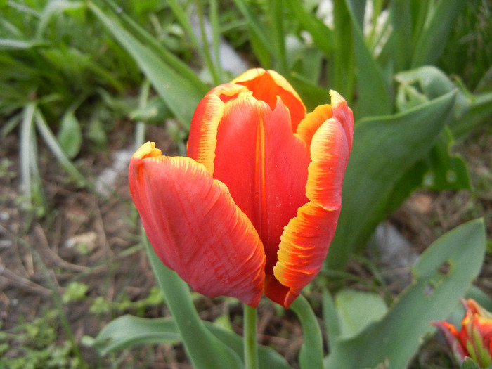 Tulipa Bright Parrot (2012, April 20)