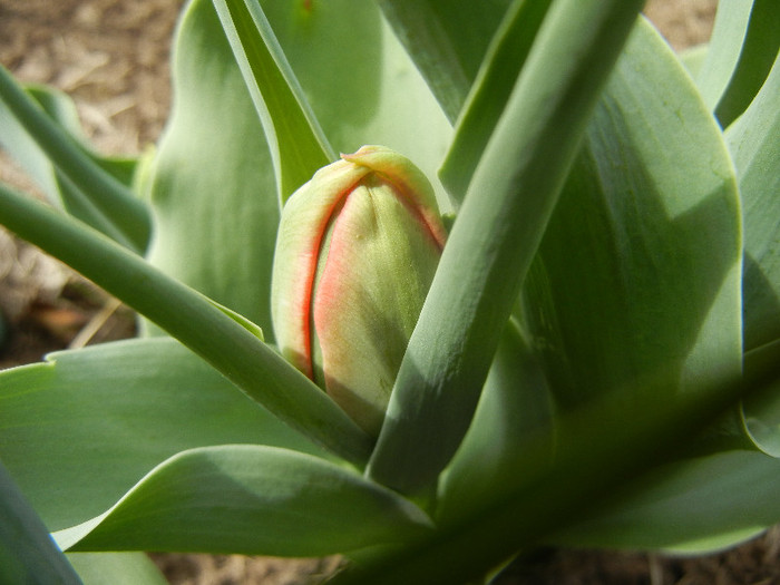 Tulip_Lalea (2012, April 12) - 04 Garden in April