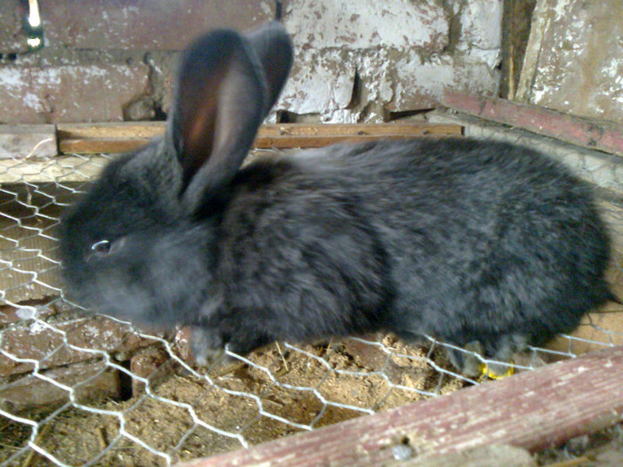 pui urias belgian 25 zile - iepuri rase grele