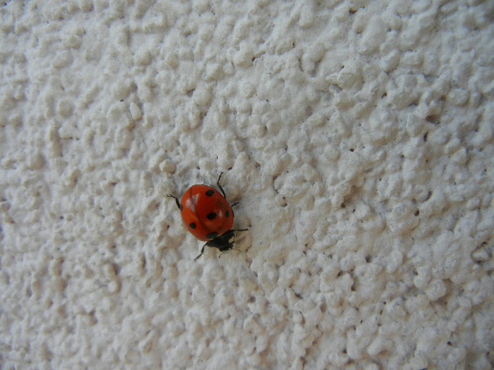 Ladybug_Buburuzica (2012, April 17) - 04 Garden in April