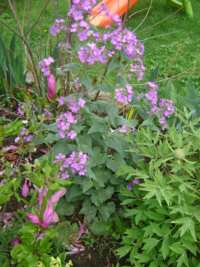 Lunaria