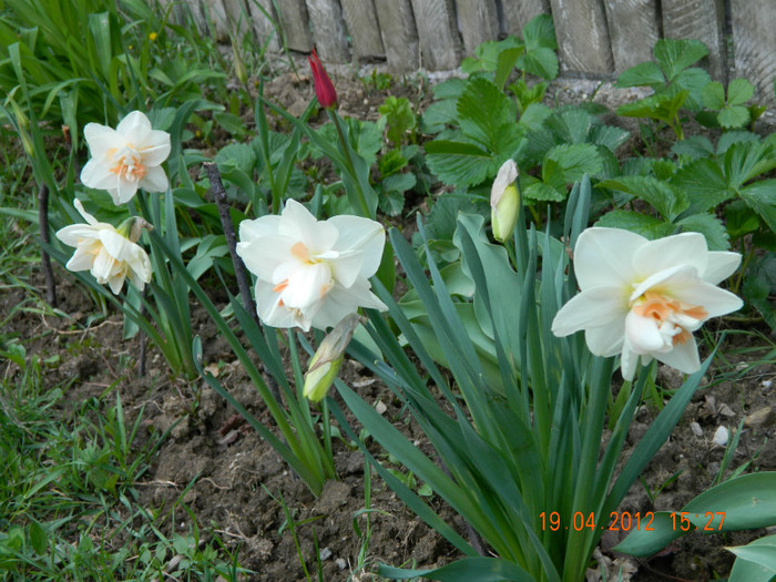 006 - 4_APRILIE