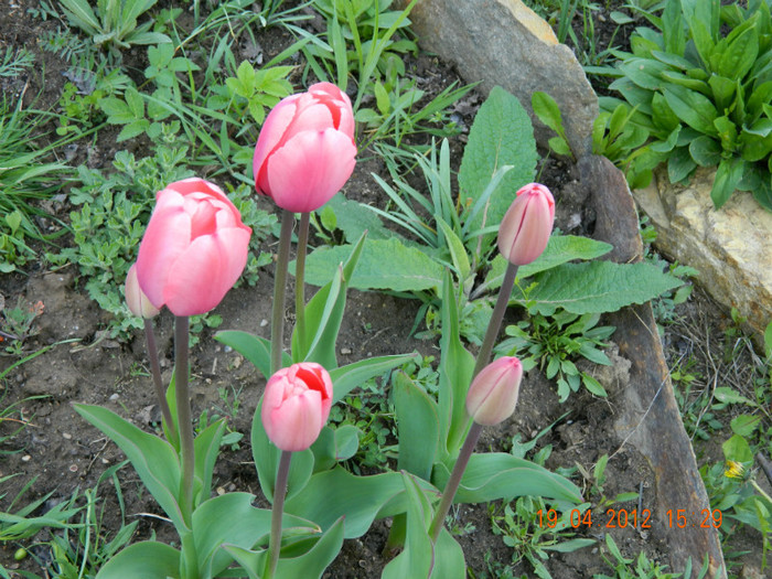 010 - 4_APRILIE