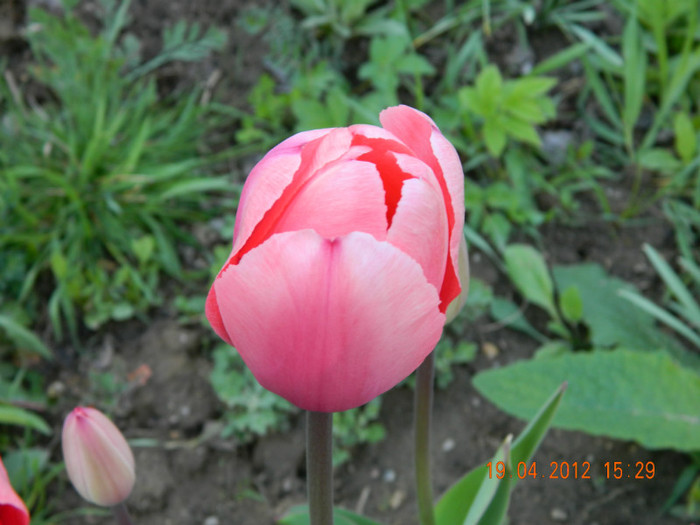 011 - 4_APRILIE
