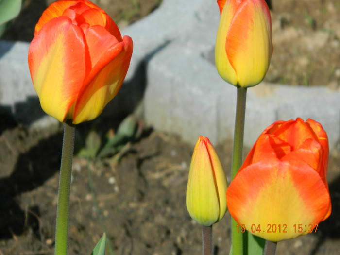 026 - 4_APRILIE