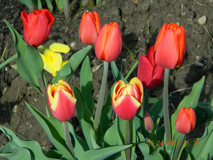 029 - 4_APRILIE
